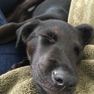 Meet your Posher, Zoey